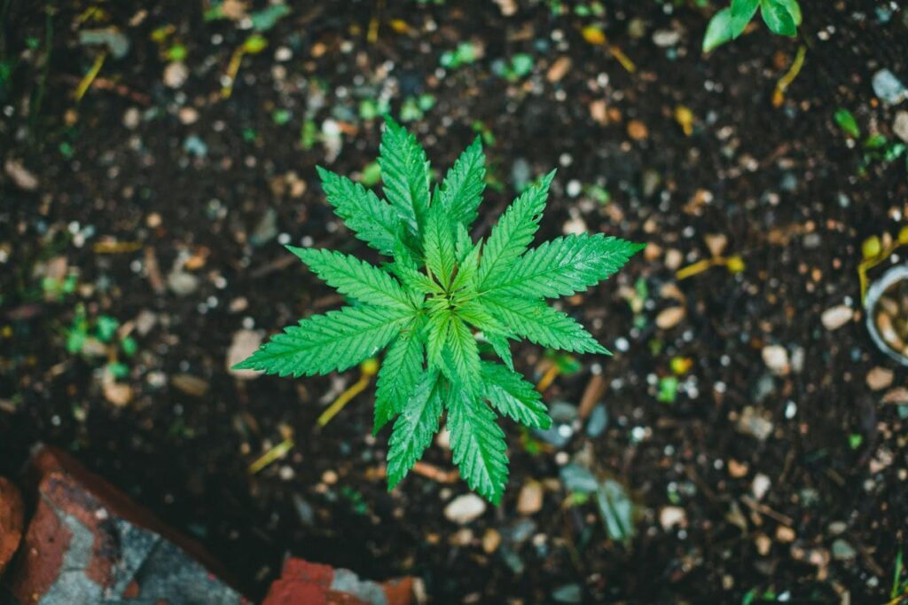 Solutions to Soil Compaction In Cannabis Cultivation