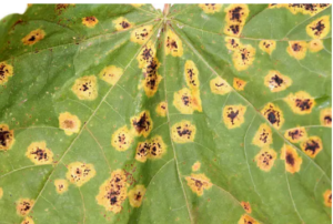 brown spots on weed leaves