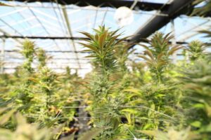 sensors for cannabis growers