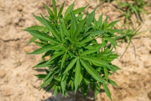 soil is compacted for vegetative cannabis