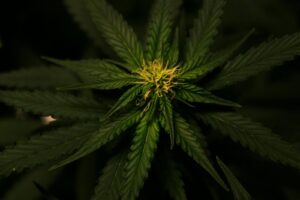 what is the best fertilizer for big buds