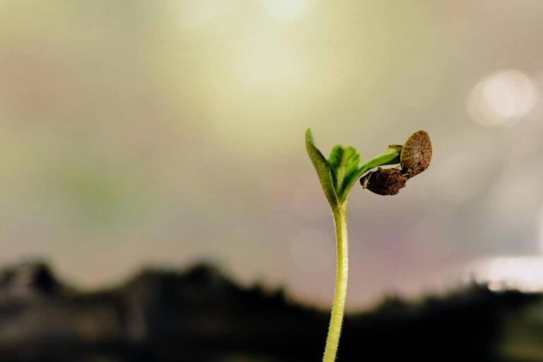 cannabis growing guide