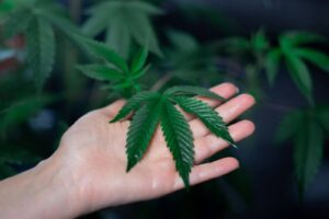 does bacteria grow on marijuana plants