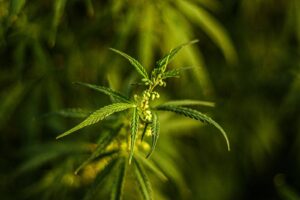 cannabis leaves burning