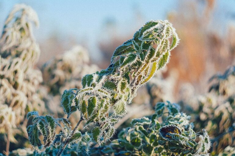 cold temps before harvest