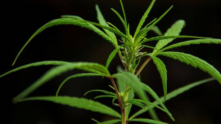micronutrients cannabis