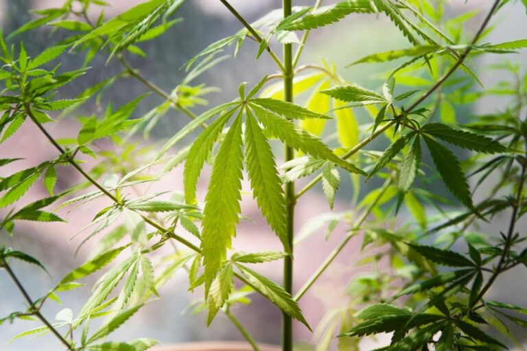 potassium deficiency cannabis