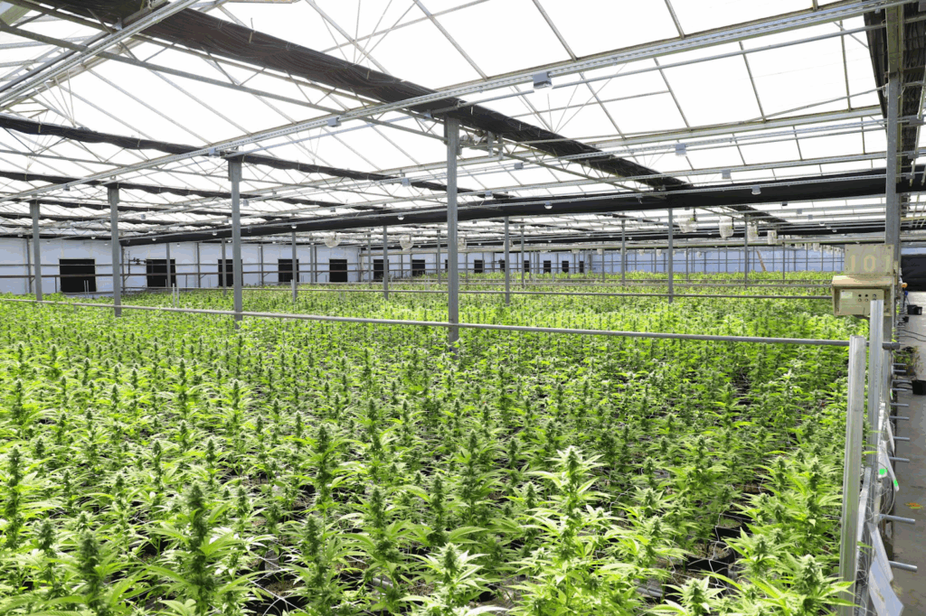 Benefits of Silica for Cannabis Plants