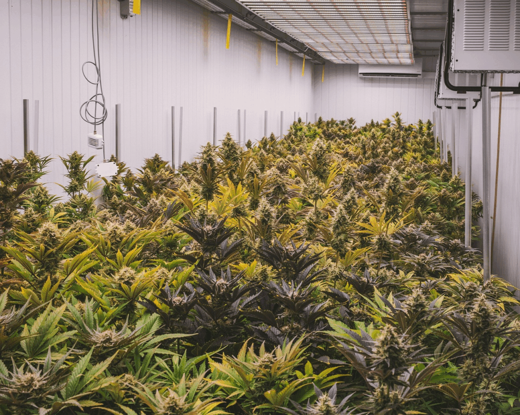 The Process of Drying Cannabis