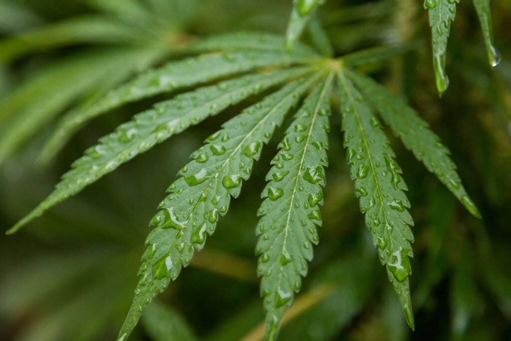 What is Flushing and Overwatering