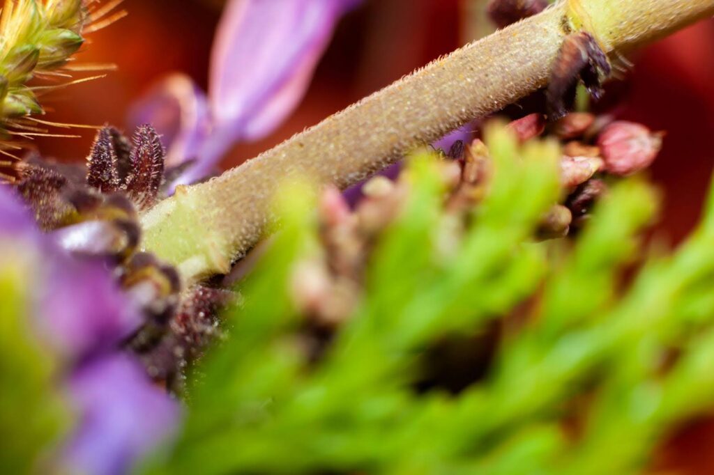 cannabis buds