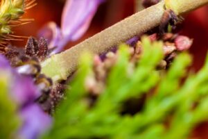cannabis buds