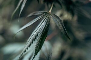 cannabis commercial