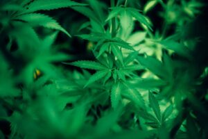 cannabis phosphorus deficiency