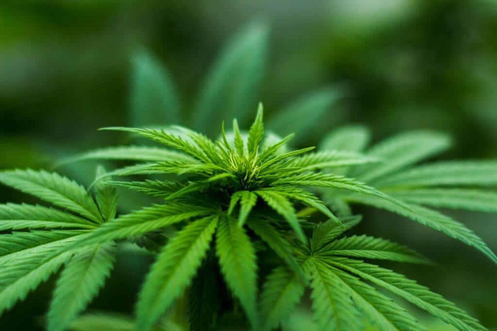 cannabis seed germination temperature