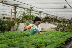 how to flush plants without overwatering