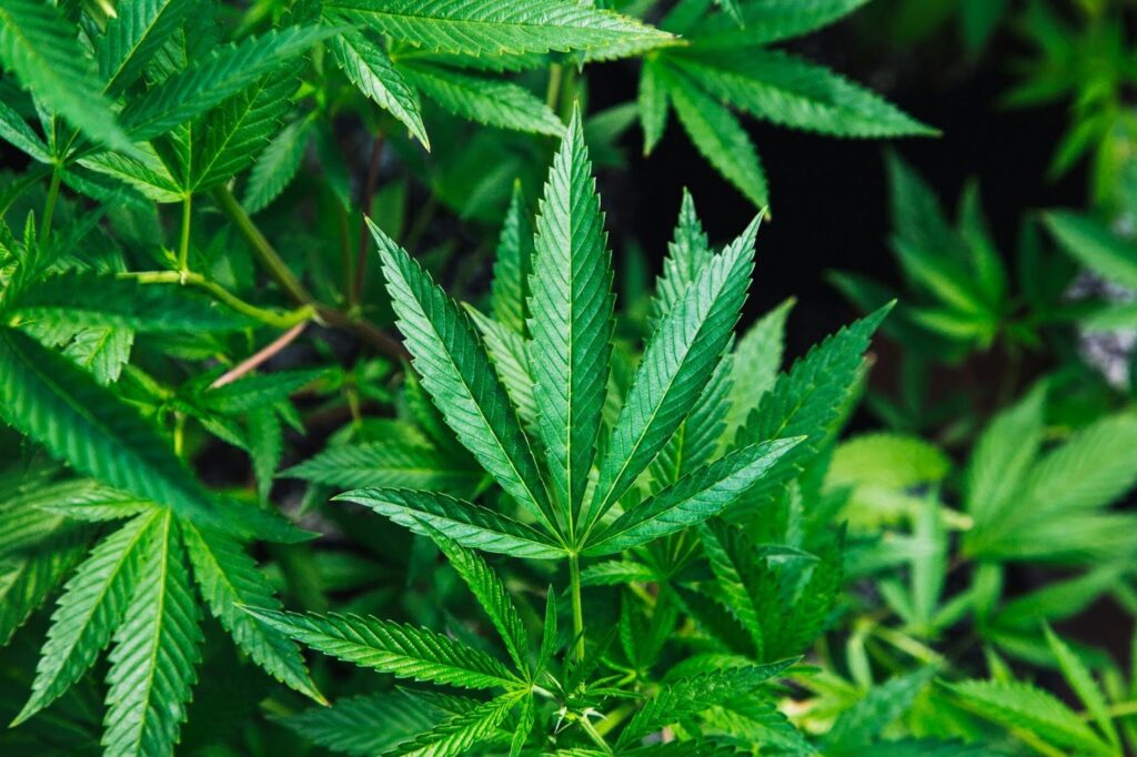 how to make weed grow fast