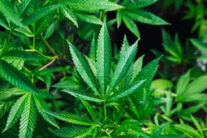 how to make weed grow fast