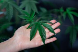 slow growing pot plants