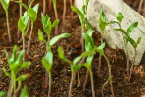 slow seedling growth