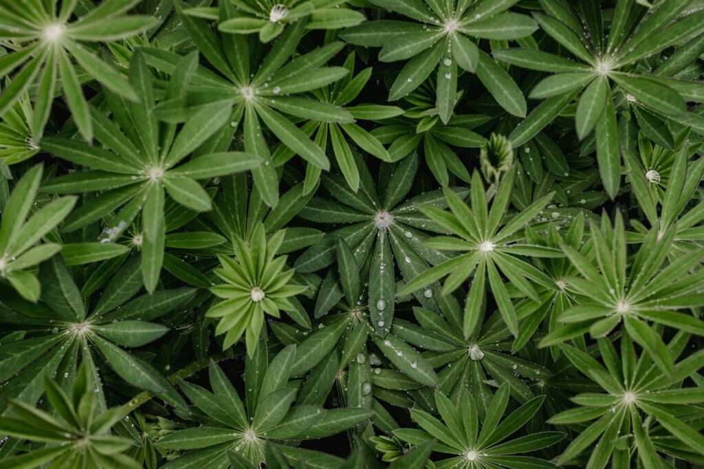 weed cropping