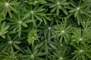 weed cropping