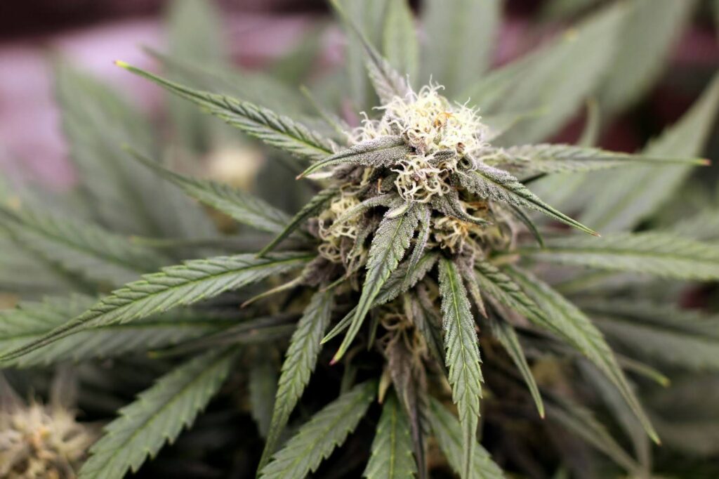 purple bud rot