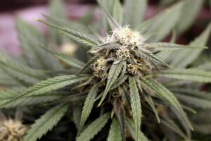 purple bud rot